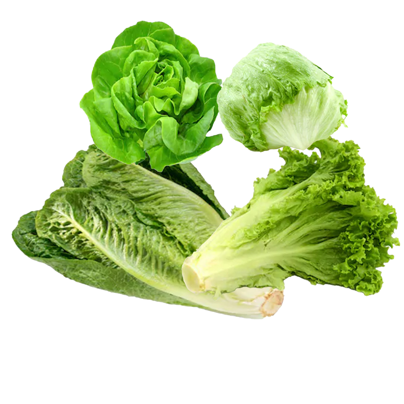 các loại xà lách